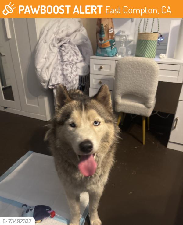 Found/Stray Female Dog last seen Near E San Vincente St Compton, CA 90221 United States, East Compton, CA 90221