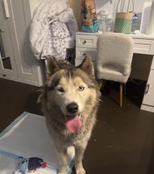 Found/Stray Female Dog last seen Near E San Vincente St Compton, CA 90221 United States, East Compton, CA 90221