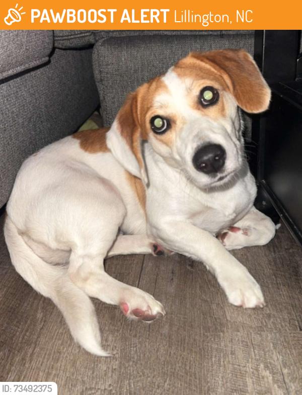 Found/Stray Female Dog last seen McDougald Road, Lillington, NC 27546