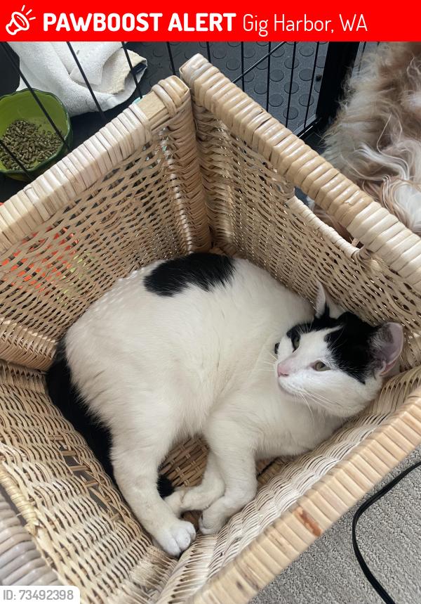 Lost Female Cat last seen Near 30th st ct nw gig harbor wa, Gig Harbor, WA 98335