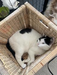 Lost Female Cat last seen Near 30th st ct nw gig harbor wa, Gig Harbor, WA 98335