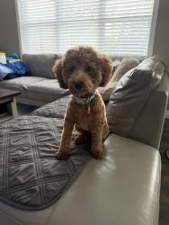 Reunited Male Dog last seen Coppers Dr and Morningside Cres, Airdrie, AB 
