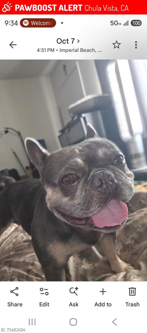 Lost Male Dog last seen Fourth and g street by chula vista middle school, Chula Vista, CA 91910