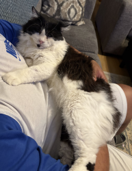 Reunited Male Cat last seen Brown Boulevard near the Landry apmts, Arlington, TX 76006