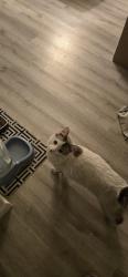 Reunited Male Cat last seen Laurel Canyon and Magnolia, Los Angeles, CA 91607