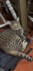 Lost Male Cat last seen Peairs rd, Zachary, LA 70791