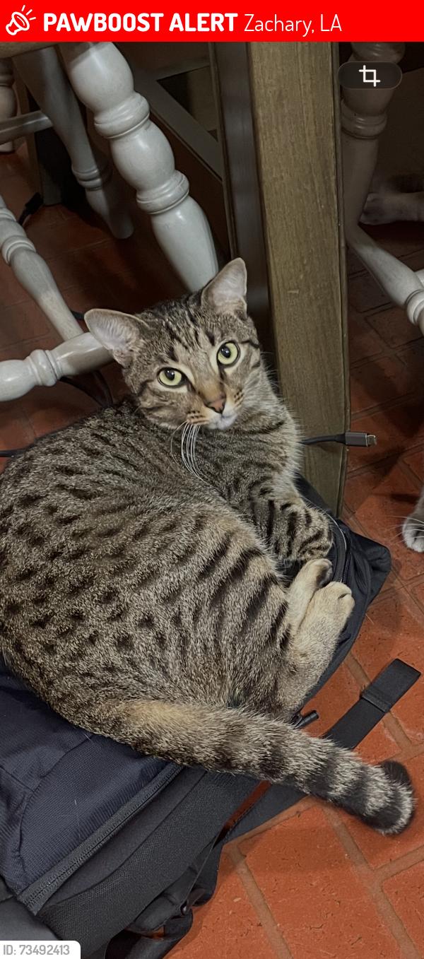 Lost Male Cat last seen Peairs rd, Zachary, LA 70791