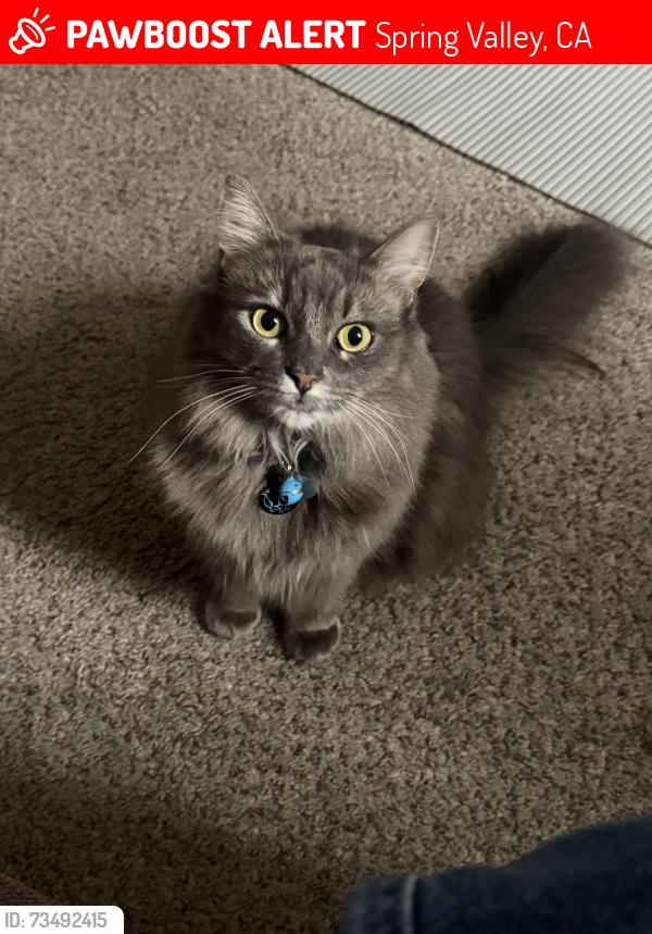 Lost Female Cat last seen Casa de Oro, Spring Valley, CA 91977