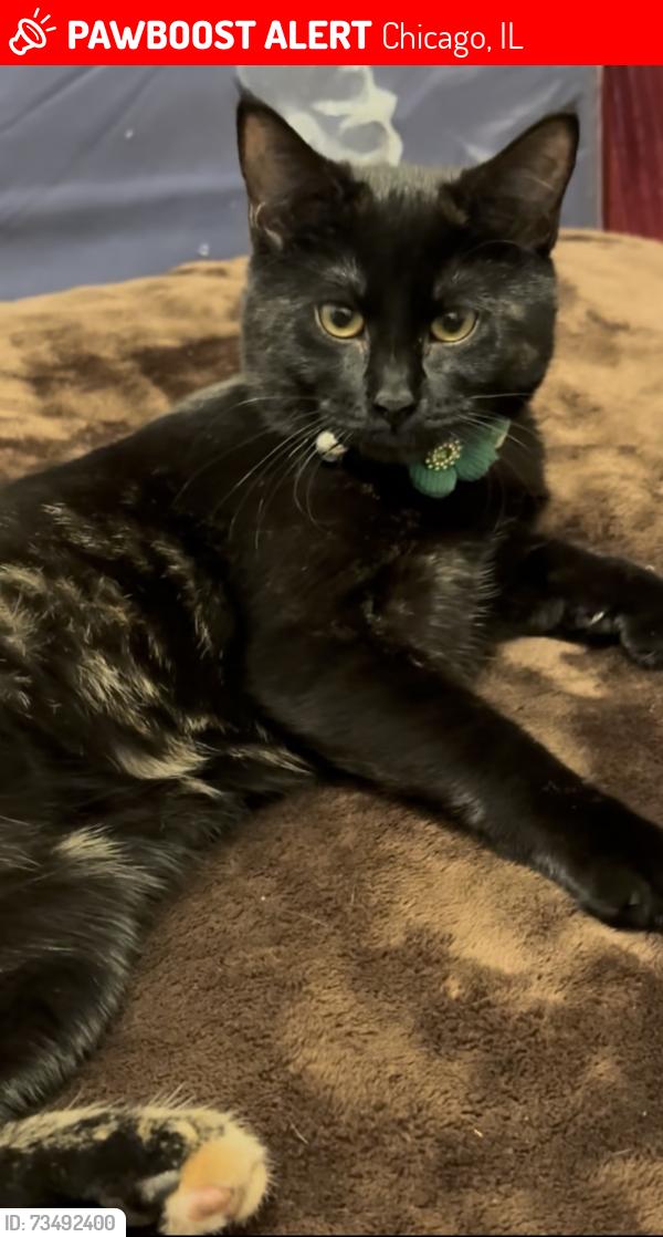 Lost Female Cat last seen Ashland and North Shore, Chicago, IL 60626