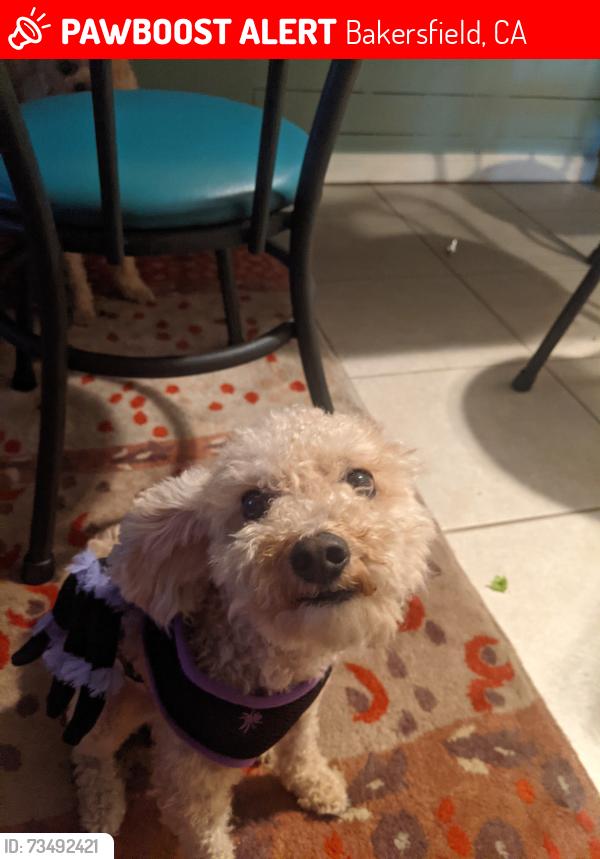 Lost Male Dog last seen Pioneer drive & Tate st, Bakersfield, CA 93306