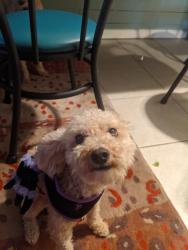 Lost Male Dog last seen Pioneer drive & Tate st, Bakersfield, CA 93306