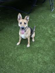 Reunited Female Dog last seen Date Palm St, French Valley, CA 92596, USA, French Valley, CA 92596