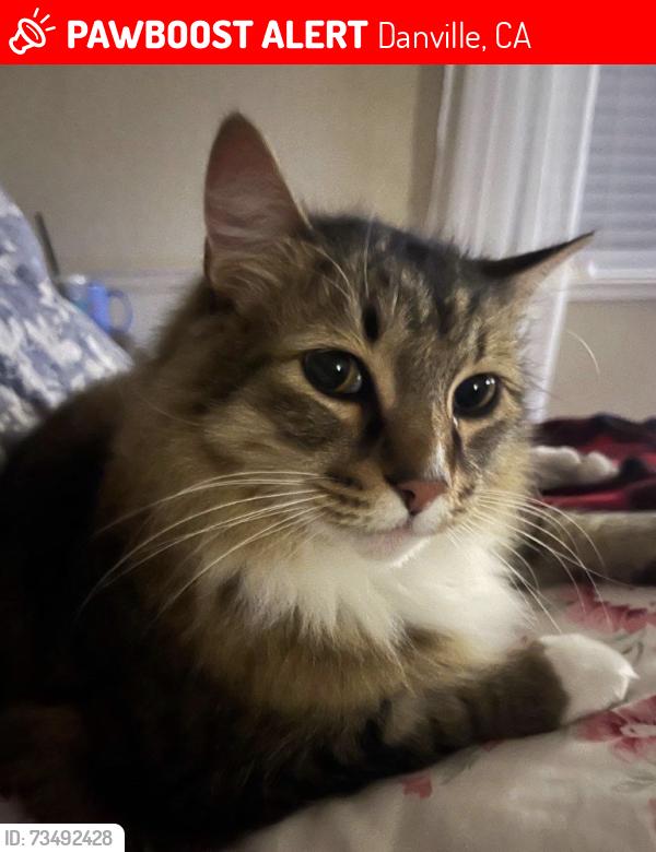 Lost Male Cat last seen Near alviso way, Danville, CA 94526