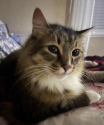 Lost Male Cat last seen Near alviso way, Danville, CA 94526