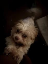 Lost Male Dog last seen Park st, Stoughton, MA 02072
