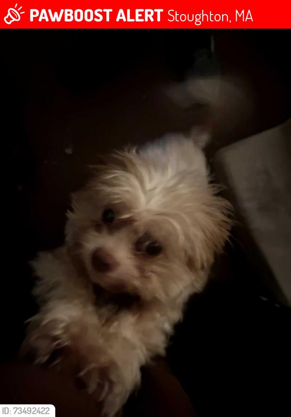 Lost Male Dog last seen Park st, Stoughton, MA 02072