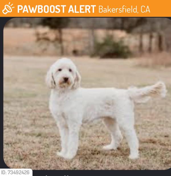 Found/Stray Unknown Dog last seen Fairway Drive in Yosemite, Bakersfield, CA 93309