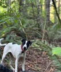 Reunited Female Dog last seen Cedar Hills Blvd and Walker, Portland, OR 97225