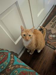 Reunited Male Cat last seen Near Colonial Dr, Stockton, CA 95209, USA, Stockton, CA 95209