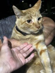 Reunited Unknown Cat last seen Glenn Ave, Ontario, CA 91764