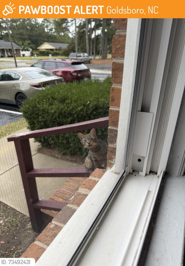 Found/Stray Unknown Cat last seen Avalon town hse, Goldsboro, NC 27530