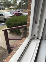 Found/Stray Unknown Cat last seen Avalon town hse, Goldsboro, NC 27530