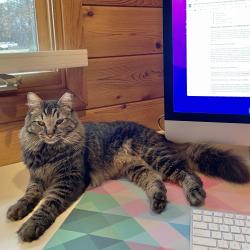Lost Male Cat last seen Fairways Blvd and Ovoca Rd/Riley Creek intersection, Tullahoma, TN 37388
