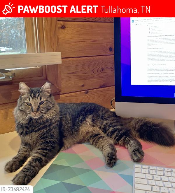 Lost Male Cat last seen Fairways Blvd and Ovoca Rd/Riley Creek intersection, Tullahoma, TN 37388