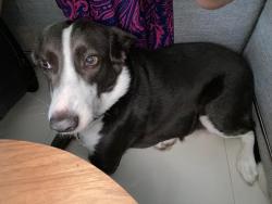 Lost Female Dog last seen maryland ave ne, Washington, DC 20002