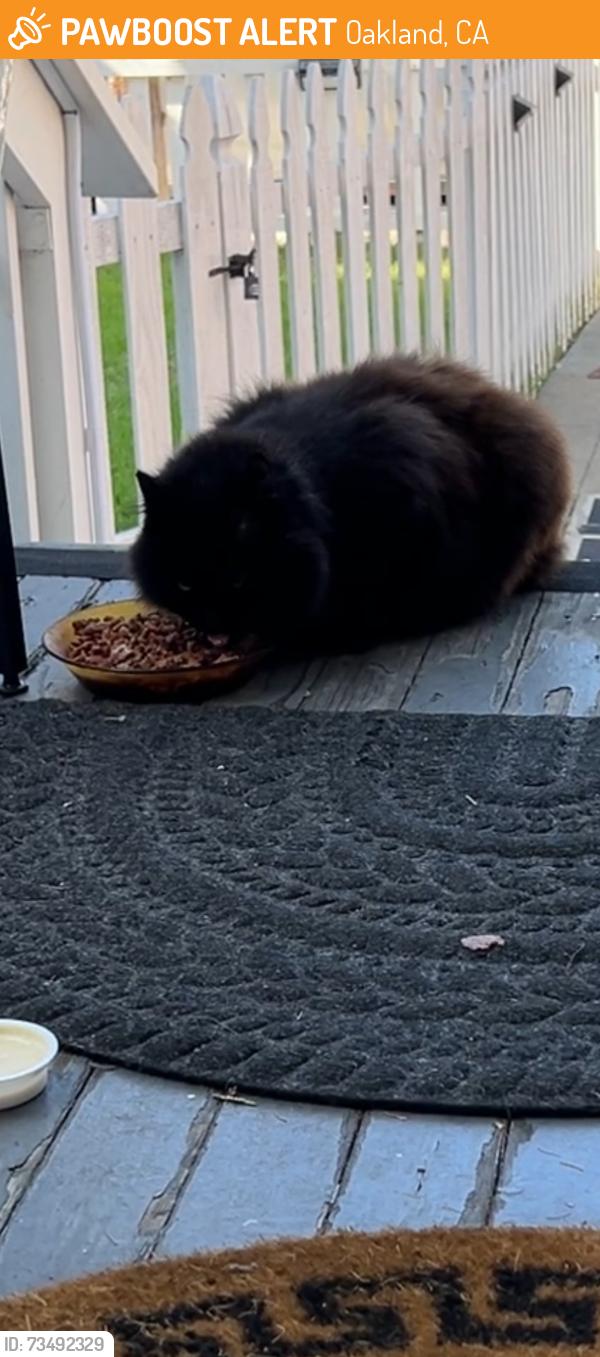 Found/Stray Unknown Cat last seen 4th Ave between foothill & E.15th st, Oakland, CA 94606