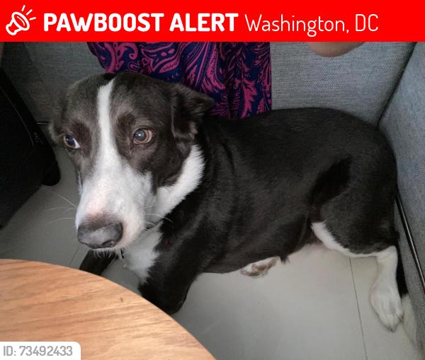 Lost Female Dog last seen maryland ave ne, Washington, DC 20002