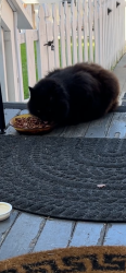 Found/Stray Unknown Cat last seen 4th Ave between foothill & E.15th st, Oakland, CA 94606