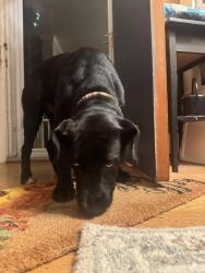 Reunited Female Dog last seen W college ave and Woodberry intersection, York, PA 17401