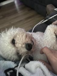 Found/Stray Female Dog last seen Essington Drive, Dublin, OH 43016