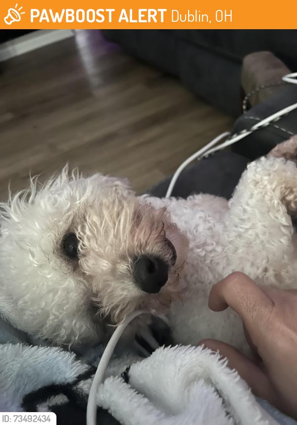 Found/Stray Female Dog last seen Essington Drive, Dublin, OH 43016