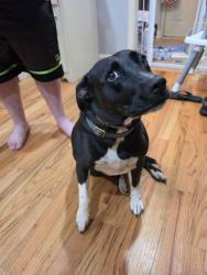 Reunited Female Dog last seen Near grannies diner, Inman, SC 29349