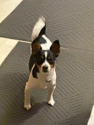 Reunited Female Dog last seen Se 34th, Vancouver, WA 98683
