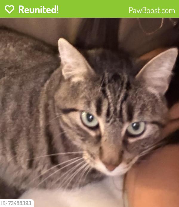 Reunited Male Cat last seen St Francis Dr near De Rosa Ct (off Northridge Dr), Concord, CA 94518