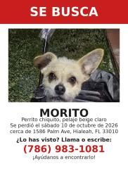 Lost Male Dog last seen Near palm ave apt 4 hialeah 33010 florida, Hialeah, FL 33010