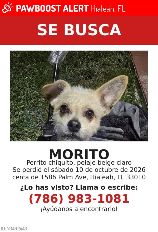 Lost Male Dog last seen Near palm ave apt 4 hialeah 33010 florida, Hialeah, FL 33010