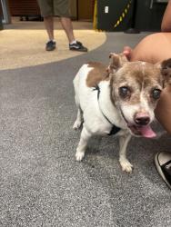 Found/Stray Male Dog last seen Eastern and Blanchard, Downey, CA 90241