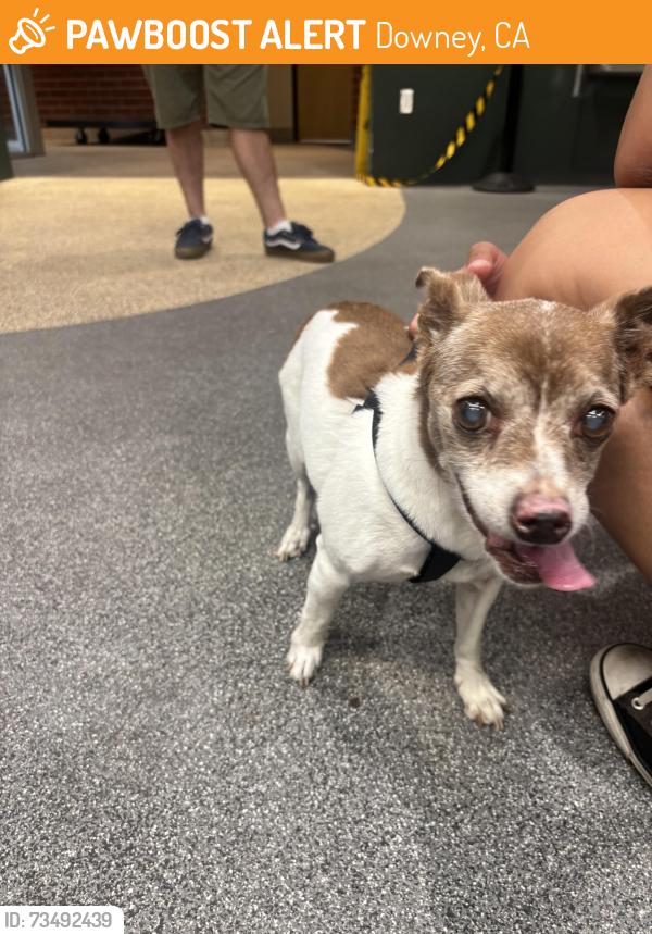 Found/Stray Male Dog last seen Eastern and Blanchard, Downey, CA 90241