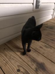 Lost Male Cat last seen Ran into woods across from the Chevron, Mobile, AL 36608