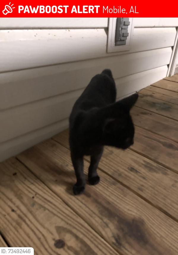 Lost Male Cat last seen Ran into woods across from the Chevron, Mobile, AL 36608