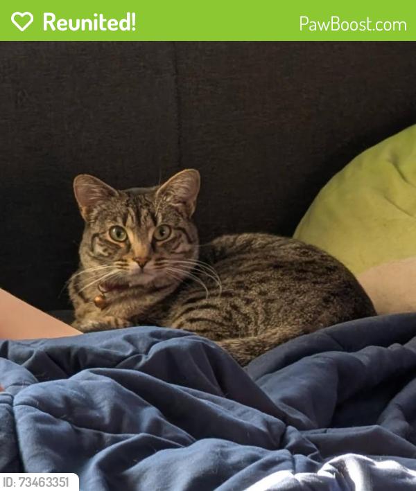 Reunited Female Cat last seen Judson Court, Claremont, CA 91711