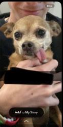 Reunited Female Dog last seen N US HWY 287, W Baseline RD, Lafayette, CO 80026