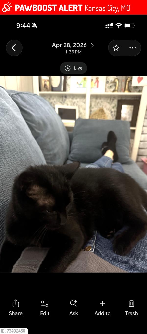 Lost Male Cat last seen Carriage Hills Neighboo, Kansas City, MO 64119