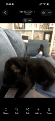 Lost Male Cat last seen Carriage Hills Neighboo, Kansas City, MO 64119
