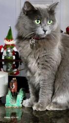 Lost Female Cat last seen Tami Lane Central Point, Jackson County, OR 97502