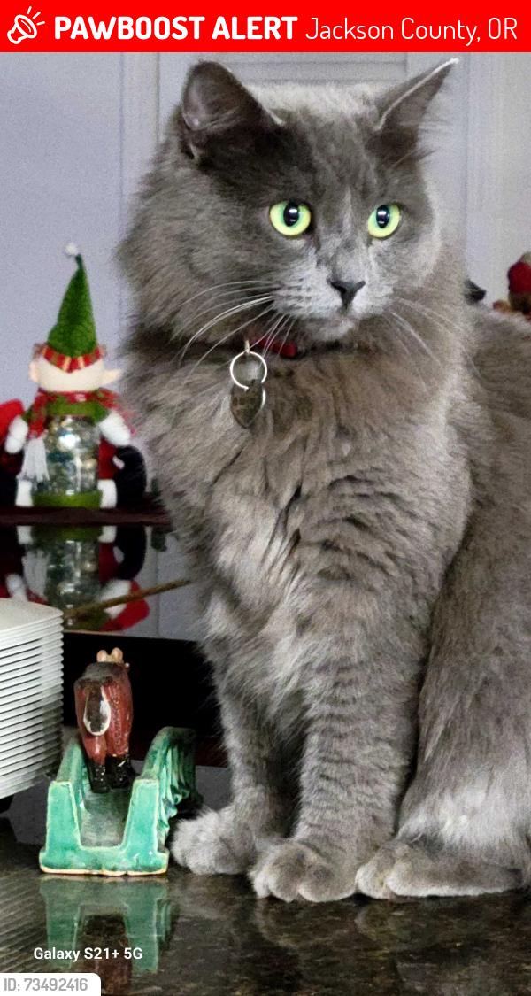 Lost Female Cat last seen Tami Lane Central Point, Jackson County, OR 97502